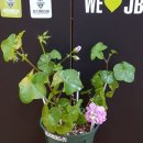 그린아이즈 이미지