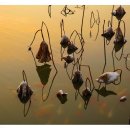 물고기마을 이미지