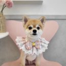 조이댕댕 이미지