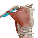 자이언트헬스 이미지