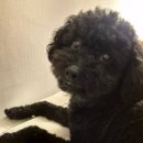 우쭈쭈 내강아지 | 2026.01.15 - 발로 사람미는 강아지.. 강아지 키워봤자..