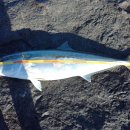 (주)파노스 이미지