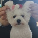 털보폰 이미지