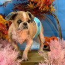 하이슈슈 이미지