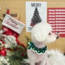 댕댕살롱앤스파 이미지