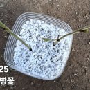 장미병솔 이미지