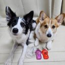 돈크라이 | (올리브영 향수 추천)바디판타지 바디미스트 체리돈크라이 사용후기