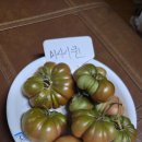 미시시퀸과 오렌지프릴토 이미지