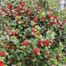 호랑가시나무민박 이미지