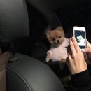 쁘띠몽몽 이미지