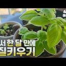 집에서 바질키우기 초보 바질 씨앗 모종 화분 분갈이 가드닝 팁 이미지