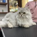 쥬디캣(Judy Cat) 이미지