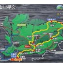 제950차 2026년1월3일(토) 강원 강릉 대관령 소나무숲길 정기산행”눈길 트레킹” 이미지