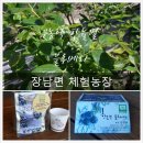 한들벌블루베리