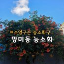 GS25 망미제일점 | 부산 수영구 가볼만한 망미동 능소화 사랑헤어 명소 위치