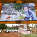 이목목장 | 놀면뭐하니 도치돌 알파카목장 제주 아르떼뮤지엄 제주도 갈치조림 코스