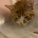 한샘동물병원 이미지