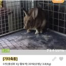 남산동물병원 | 토끼입양) 11월 포인핸드 : 유기는 살생입니다 🚫