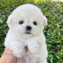 소망켄넬 이미지