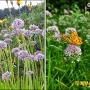 정원야생화 이미지