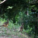 방태산솔마루 이미지