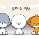 은하수펫샵 이미지