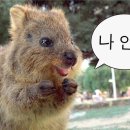 열하나