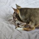 핫독애견백화점 이미지