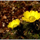 야생화펜션 이미지