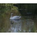 연신오리 이미지