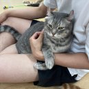 냥아치카페 이미지