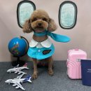 멍멍이까까 이미지