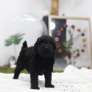 라펫