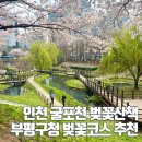 반월놀이공원 | 굴포천 벚꽃 산책 인천 부평구청 개화 현황 후기