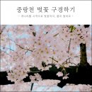 4월8일(수) 배봉산근린공원과 중랑천벚꽃길 ＜걷기 13탄＞ 이미지