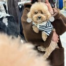 플러피독 이미지