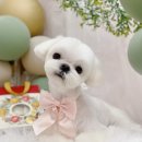 윤애견미용 이미지