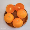 다둥이농장 | 제주 동문시장 천혜향 사려다 다둥이농장 설선물세트 설날설물 택배