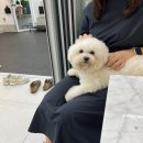 봉봉애견카페호텔 이미지