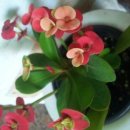 태안더클래식 이미지