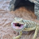 히스(HISS) 이미지