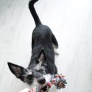 써클켄넬 이미지