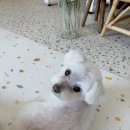 그루머 댄 이미지