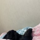 몽통구리 | 반려동물 수제간식 전문점 몽통구리에서 폭풍쇼핑 해온 해달이의 후기! (feat. 강아지 안주고 내가 먹어...