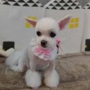 아담스펫살롱 이미지