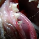 강서동물병원 이미지