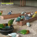 모란농장 이미지