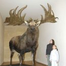 엘크사슴 이미지