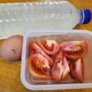 힐링 토마토 사우나 이미지