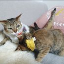 디디그루밍 이미지